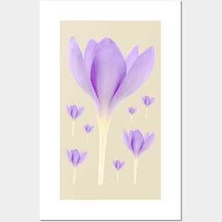 Crocus goulimyi   AGM  Autumn flowering crocus Posters and Art